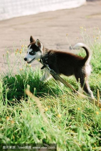 哈士奇户外怎么样_适合长时间徒步吗