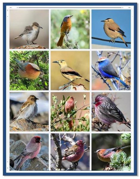 高原猛禽有哪些_高原猛禽怎么识别