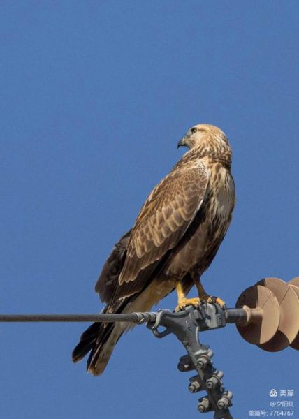 高原猛禽有哪些_高原猛禽怎么识别