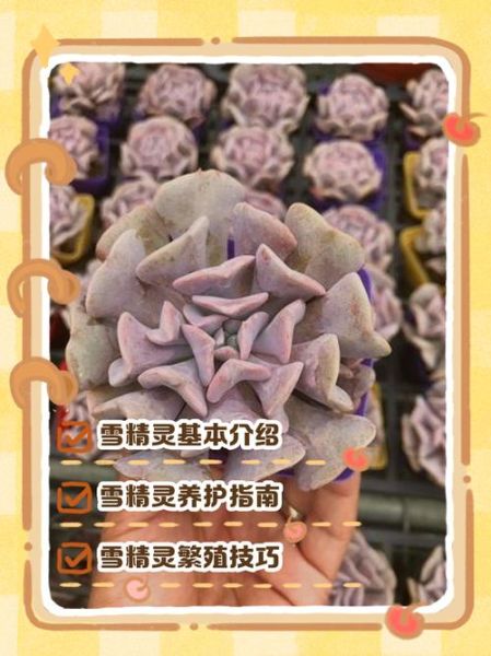 冰雪精灵是什么_冰雪精灵怎么获得