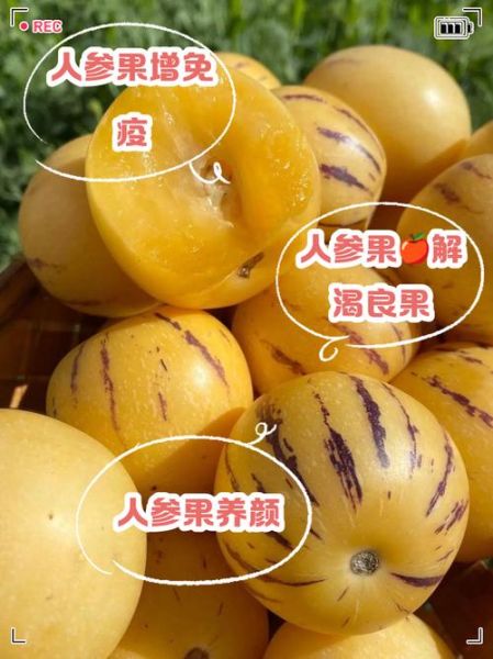 高原人参果的功效与作用_高原人参果怎么吃最好