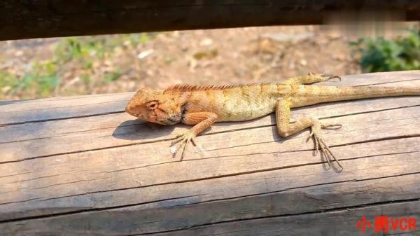 小壁虎户外是什么_小壁虎户外怎么样