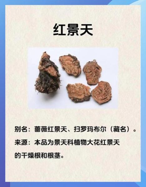 红景天能预防高原反应吗_红景天怎么吃才有效