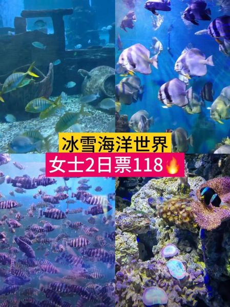 云南冰雪海洋世界门票价格_云南冰雪海洋世界在哪里