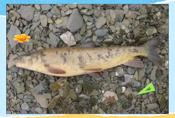 高原裸鲤怎么做好吃_高原裸鲤做法大全