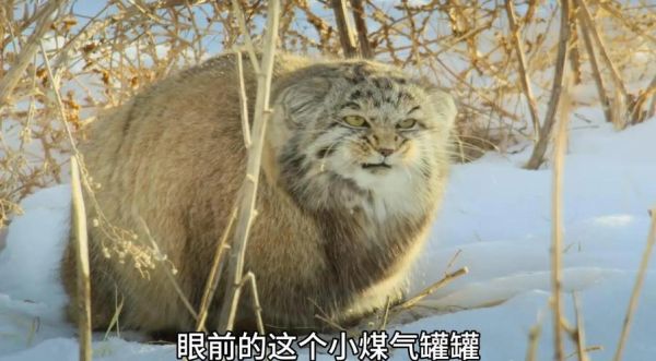 高原三雄是什么_高原三雄有哪些功效