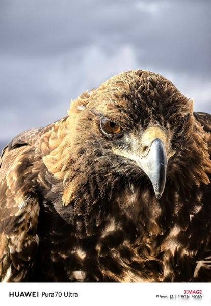 青藏高原鹰有哪些种类_高原鹰的飞行高度有多高