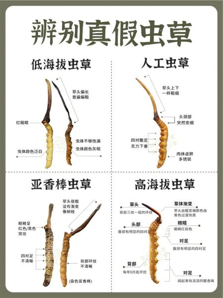 青海高原假冬虫夏草怎么辨别_价格多少钱一克