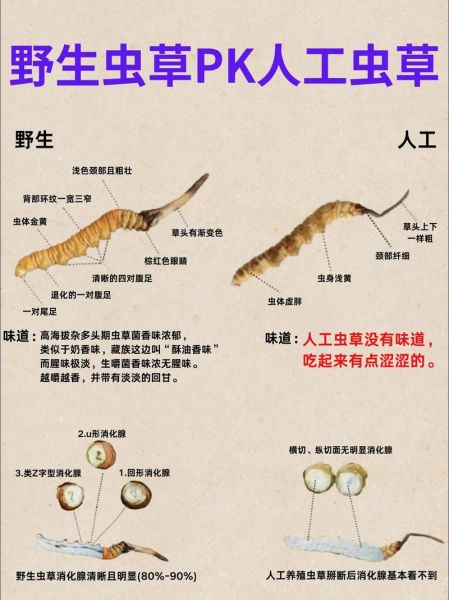 青海高原假冬虫夏草怎么辨别_价格多少钱一克