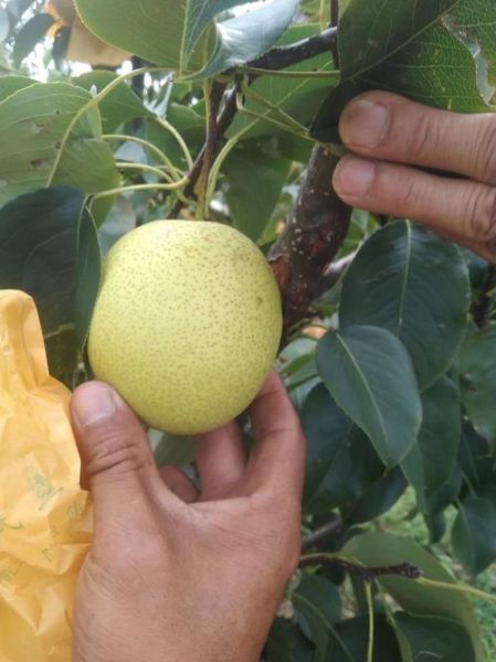 泸西高原梨多少钱一斤_泸西高原梨价格行情