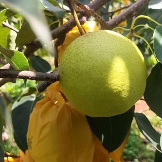 泸西高原梨多少钱一斤_泸西高原梨价格行情