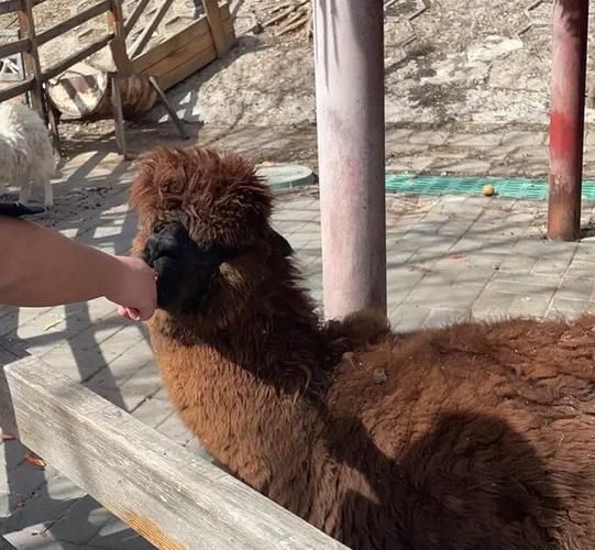 杨宋鹿世界冰雪世界门票价格_开放时间