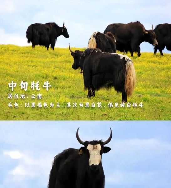 高原牦牛肉哪里买正宗_高原牦牛肉多少钱一斤