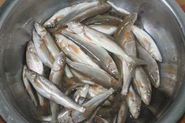 高原裸鲤多少钱一斤_高原裸鲤价格行情