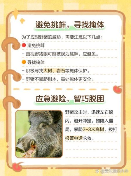 户外遇到野猪怎么办_野猪攻击人怎么躲避