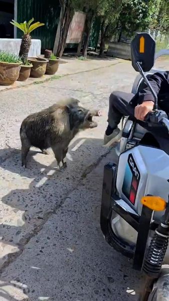 户外遇到野猪怎么办_野猪攻击人怎么躲避