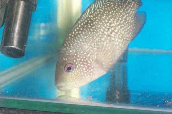 高原豹鱼怎么养_高原豹鱼价格多少钱