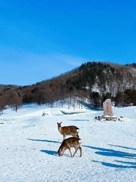 伊春冰雪旅游最佳时间_伊春冰雪景点有哪些