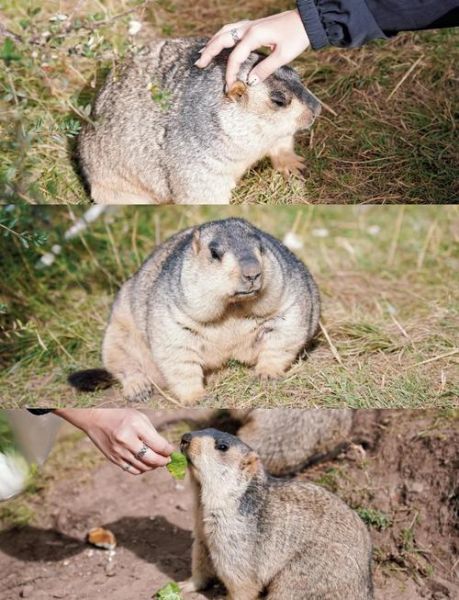 高原土拔鼠能活多久_高原土拔鼠吃什么