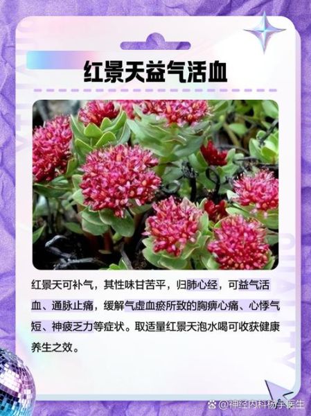 高原反应吃什么红景天_高原红景天怎么吃