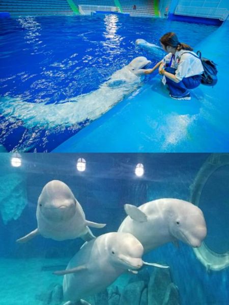 罗源湾海洋世界冰雪世界门票多少钱_冰雪馆值得去吗