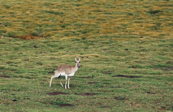 青藏高原野生动物通道有哪些_如何保护迁徙路线