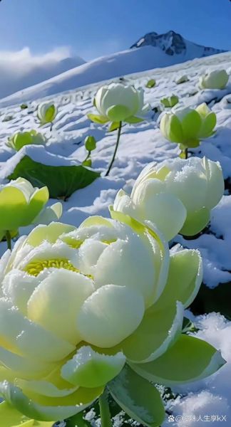 冰雪莲花长什么样_冰雪莲花的生长环境