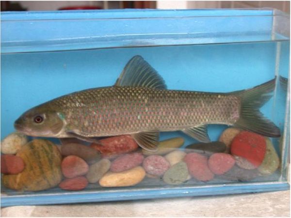 高原白鲑是什么鱼_高原白鲑产地在哪里