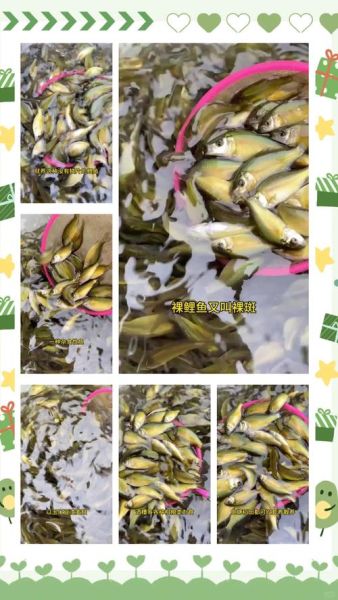 高原裸鱼是什么_高原裸鱼怎么养