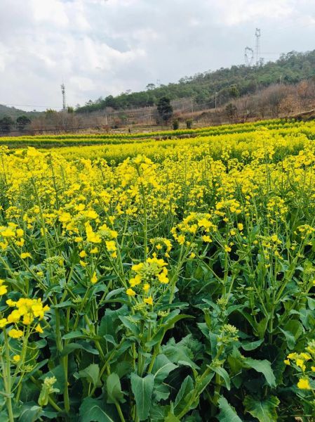 高原菜花香电影讲了什么_高原菜花香取景地在哪里