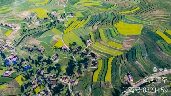 高原菜花香电影讲了什么_高原菜花香取景地在哪里
