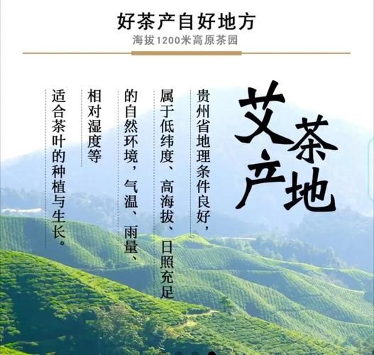 高原茶的功效与作用_高原茶适合什么人喝