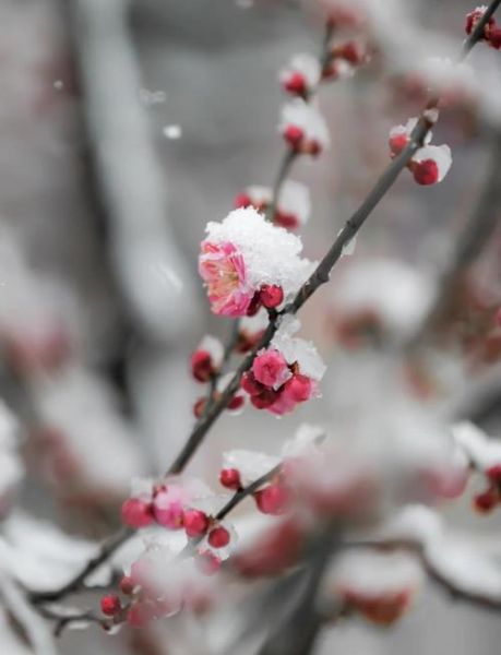 冰雪寒梅图片怎么拍_冰雪寒梅拍摄技巧