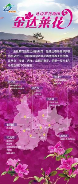 冰雪金达莱花期多久_冰雪金达莱最佳观赏地点在哪