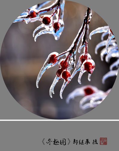 冰雪小郑是谁_冰雪小郑为什么火