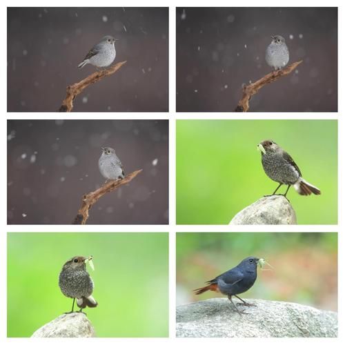 冰雪中的水鸟有哪些_如何拍摄冰雪中的水鸟