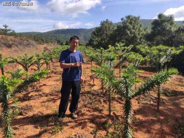 巴西高原土壤类型_适合种植什么作物
