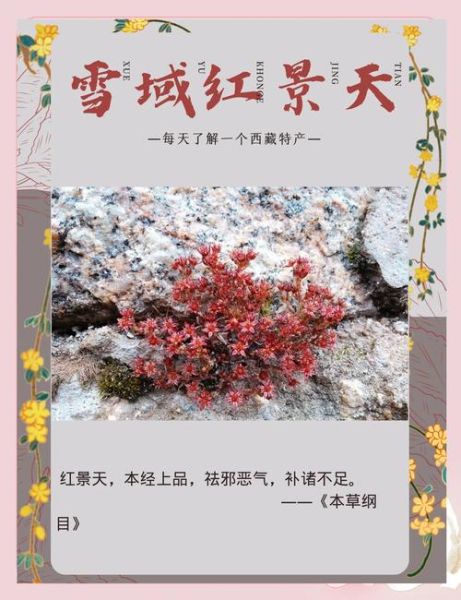 高原景天怎么养_高原景天耐寒吗