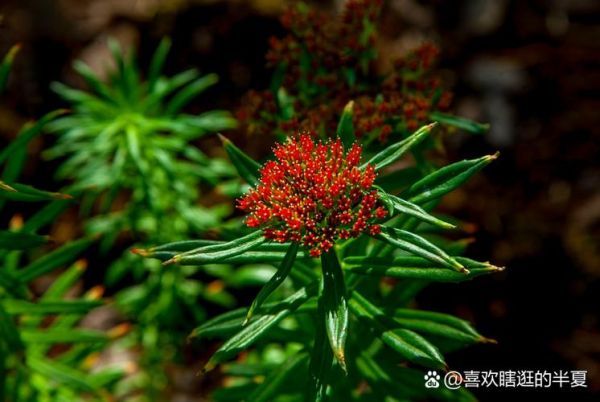 高原景天怎么养_高原景天耐寒吗