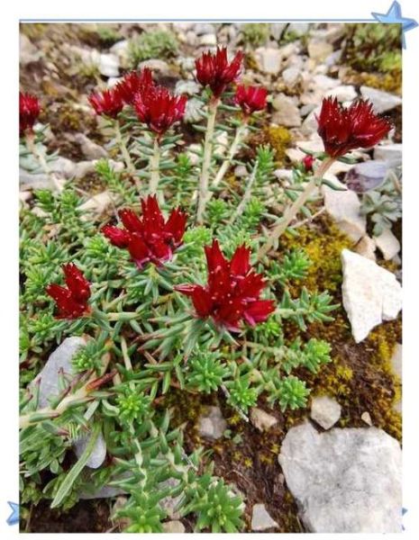 高原景天怎么养_高原景天耐寒吗