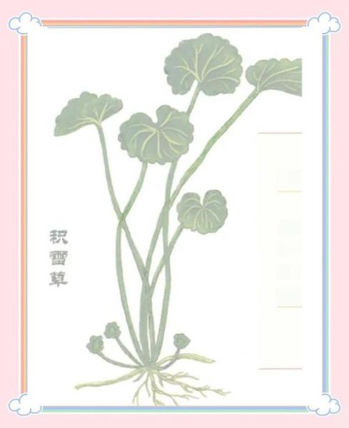 冰雪草怎么画_冰雪草简笔画步骤