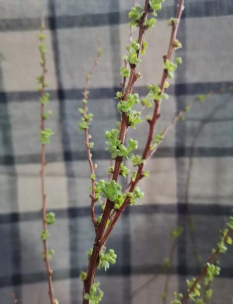 高原杨柳怎么养_高原杨柳耐寒吗