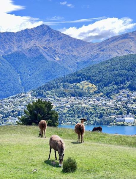 皇后镇高原牧场怎么去_皇后镇高原牧场门票多少钱