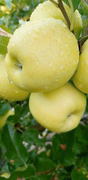 高原吃什么水果_高原水果有哪些