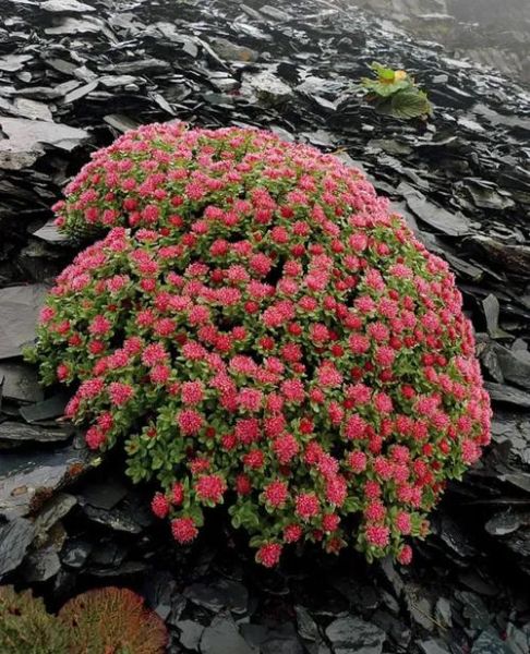 高原红景天有什么功效_高原红景天怎么吃效果最好