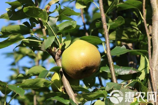 云南泸西高原梨好吃吗_泸西高原梨几月成熟
