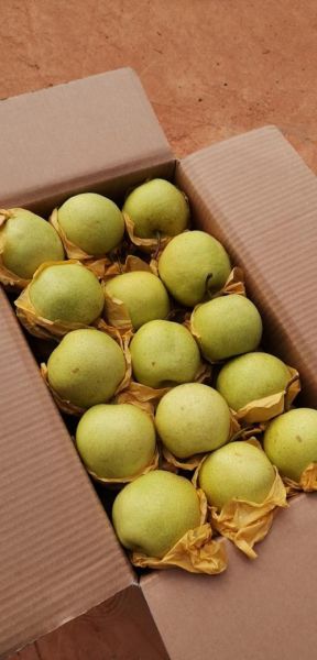 云南泸西高原梨好吃吗_泸西高原梨几月成熟