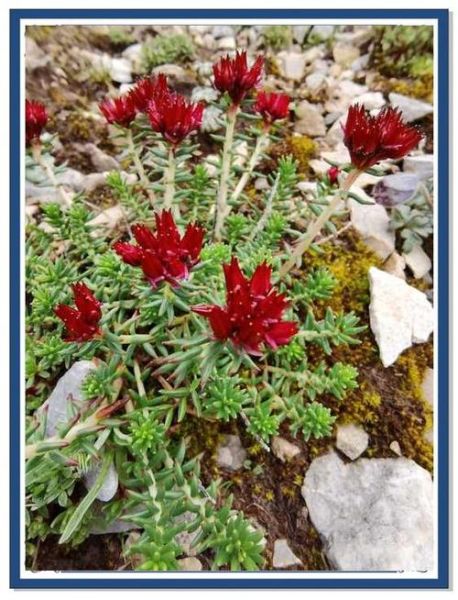 去高原吃红景天有用吗_红景天提前多久吃