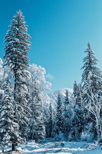 冰雪杉树耐寒吗_如何养护冰雪杉树