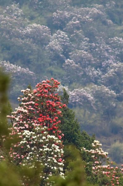 高原杜鹃花的花语是什么_高原杜鹃花适合种在哪